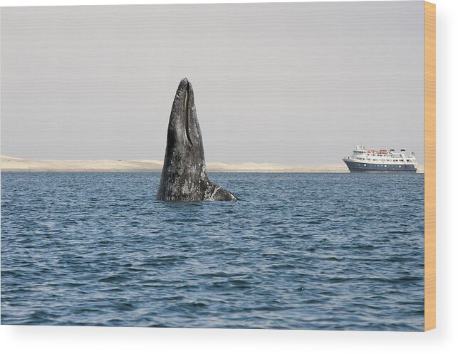 Feb0514 Wood Print featuring the photograph Gray Whale Spy-hopping Baja California by Flip Nicklin