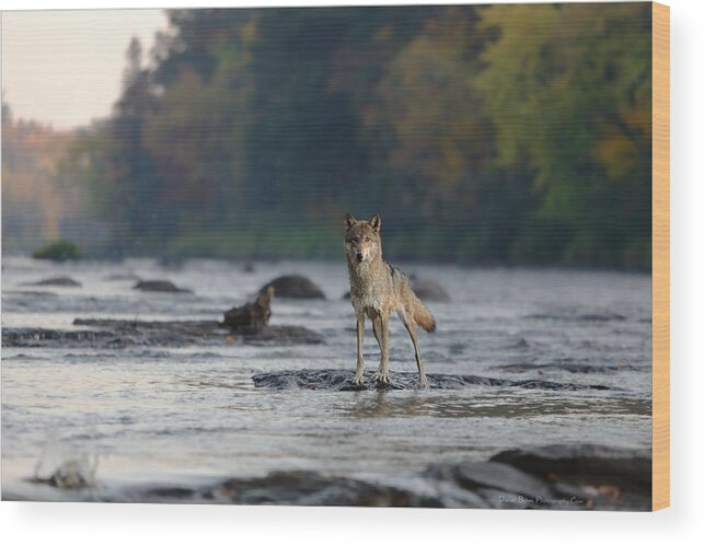 Gray Wood Print featuring the photograph Gray Wolf on Kettle River by Daniel Behm