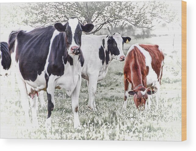  Wood Print featuring the photograph Busy Bovines by Dyle  Warren