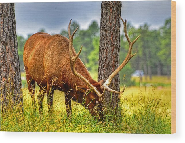 Landscape Wood Print featuring the photograph Grazing Elk by Jim Boardman