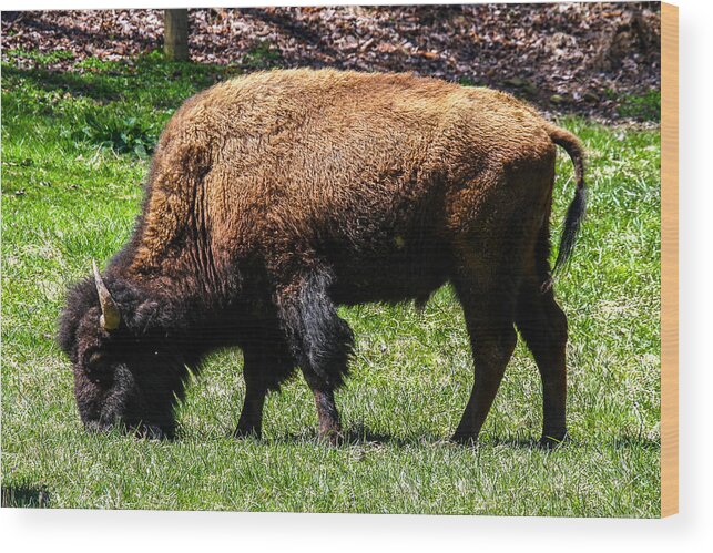 American Bison Wood Print featuring the photograph Grazing In The Grass by Robert L Jackson