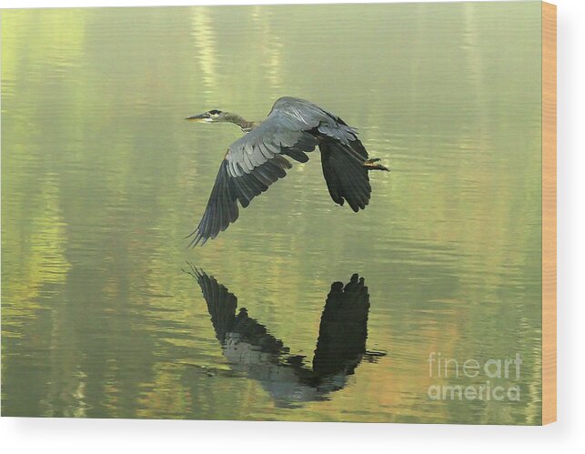 Blue Wood Print featuring the photograph Great Blue Fly-by by Douglas Stucky