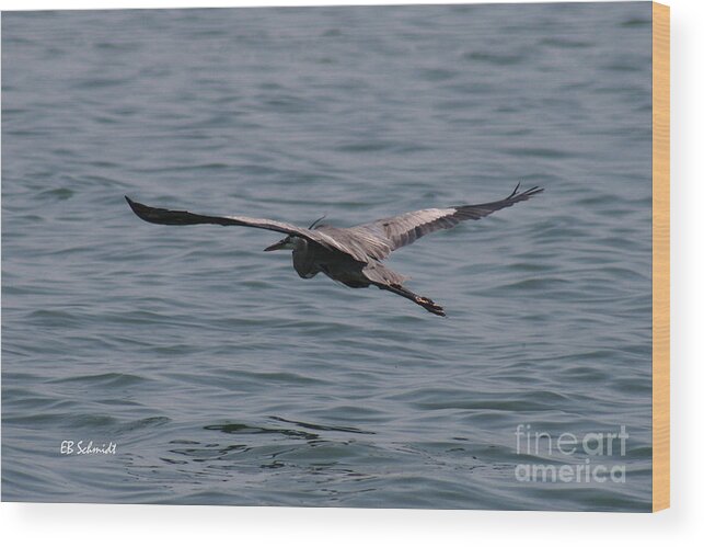 Great Blue Heron Wood Print featuring the photograph Great Blue Heron 01 by E B Schmidt