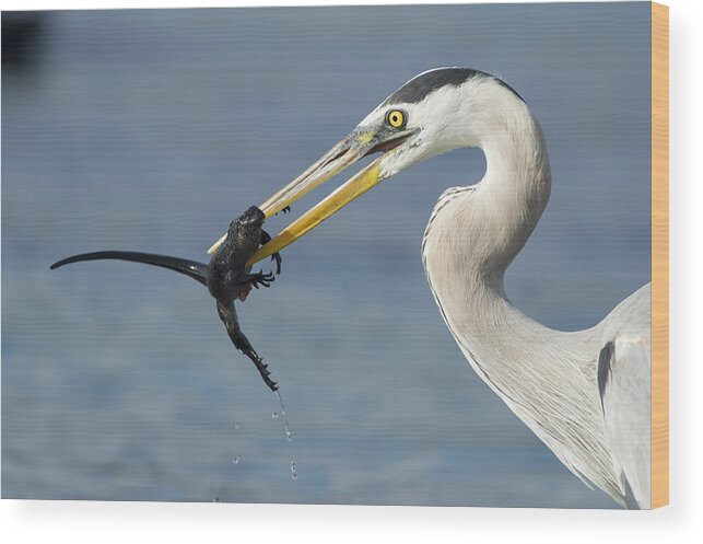 534099 Wood Print featuring the photograph Great Blue Heron Catching Baby Marine by Tui De Roy