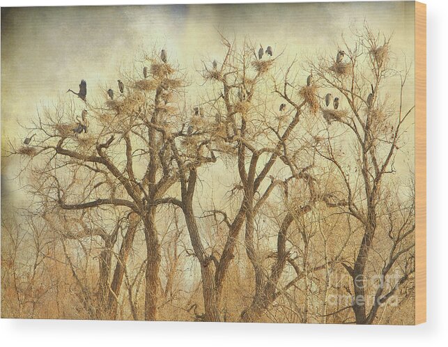 Blue Heron Wood Print featuring the photograph Great Blue Heron Hangout Fine Art by James BO Insogna