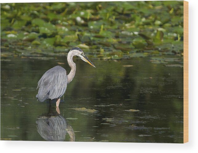 Great Blue Heron Wood Print featuring the photograph Great Blue Heron Hunting by Larry Bohlin