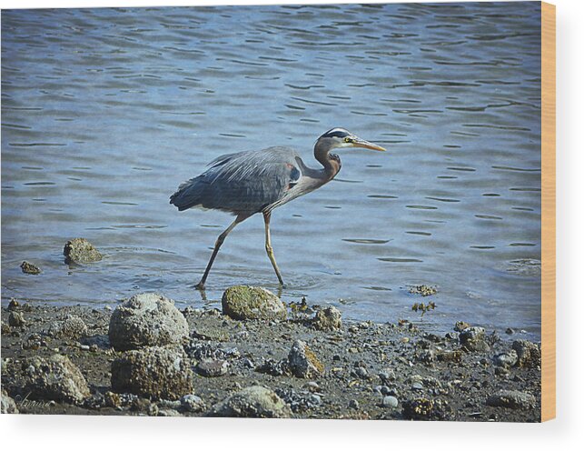 Bird Wood Print featuring the photograph Great Blue Heron Il by Maria Angelica Maira