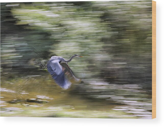 Great Blue Heron Wood Print featuring the photograph Great Blue Heron in Flight by Jason Politte