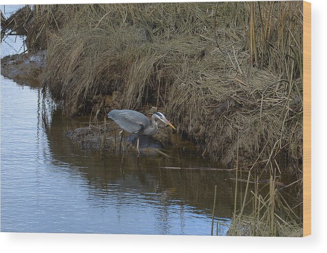 Great Wood Print featuring the photograph Great Blue heron Searching by Lawrence Christopher