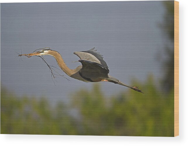Feb0514 Wood Print featuring the photograph Great Blue Heron With Nest Material by Tom Vezo