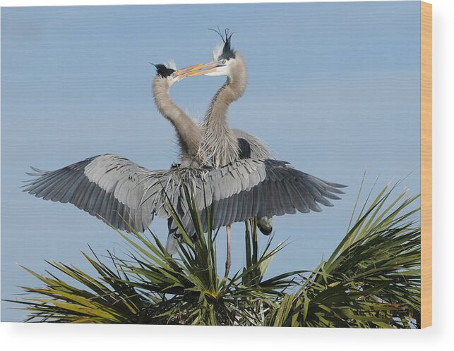 Great Blue Heron Wood Print featuring the photograph Great Blue Herons Courting by Bradford Martin