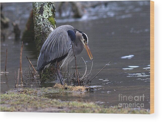  Wood Print featuring the photograph Great Blue on The Clinch River II by Douglas Stucky