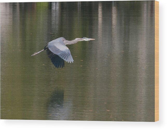 Heron Wood Print featuring the photograph Great Blue over Green by Paul Rebmann