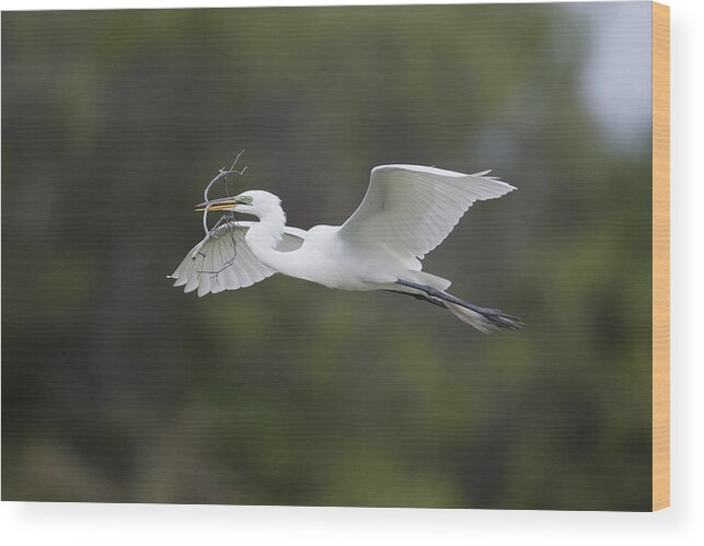 Feb0514 Wood Print featuring the photograph Great Egret Carrying Nesting Material by Tom Vezo