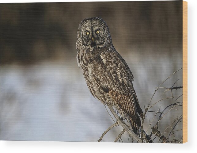 Owl Wood Print featuring the photograph Great Gray Owl 2 by Gary Hall