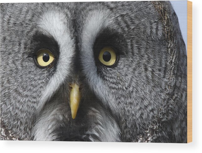 Flpa Wood Print featuring the photograph Great Grey Owl Finland by Malcolm Schuyl