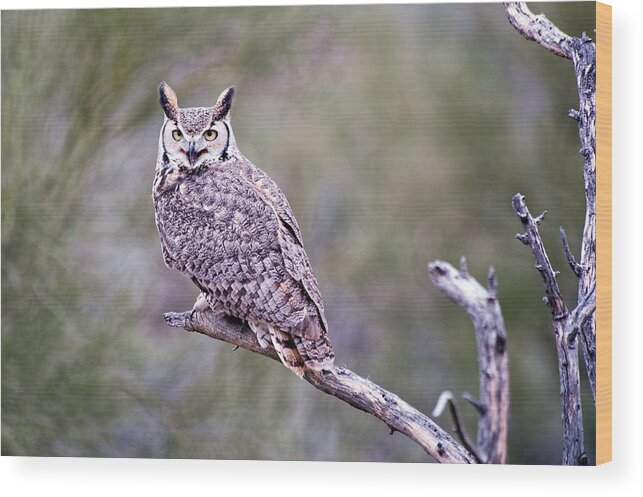 Arizona Wood Print featuring the photograph Great Horned Owl by Dan McManus