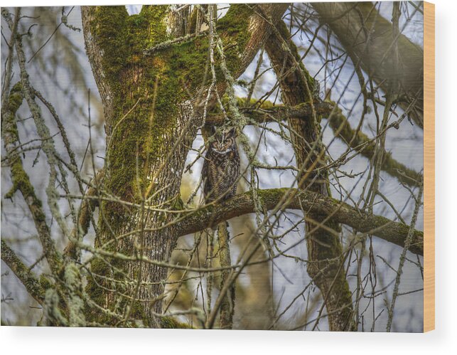 Nature Wood Print featuring the photograph Great Horned Owl by David Yack
