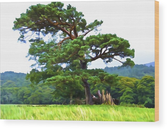 Pine Tree Wood Print featuring the photograph Great Pine by Norma Brock