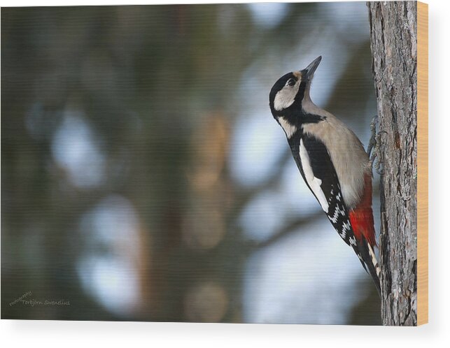 Great Spotted Woodpecker Wood Print featuring the photograph Great Spotted Woodpecker by Torbjorn Swenelius