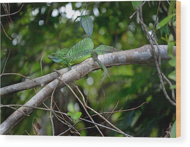 Green Basilisk Lizard Wood Print featuring the photograph Green Basilisk Lizard by Gary Keesler