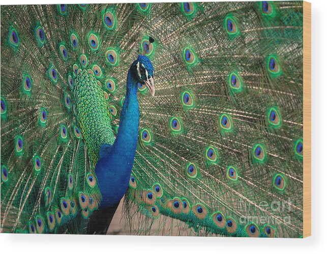 Animal Wood Print featuring the photograph Green Beautiful Peacock by Tosporn Preede