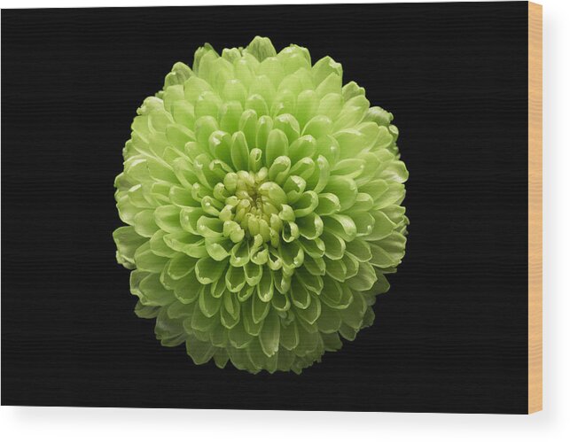 Chrysanthemum Wood Print featuring the photograph Green Chrysanthemum Flower Black Background by MirageC