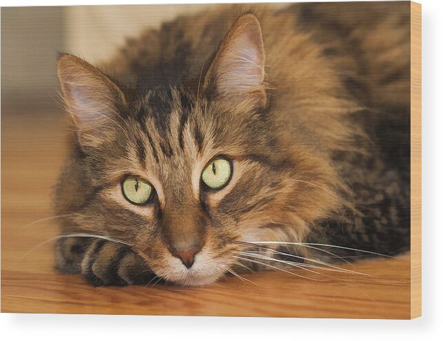 Cat Wood Print featuring the photograph Green Eyes by Donna Doherty