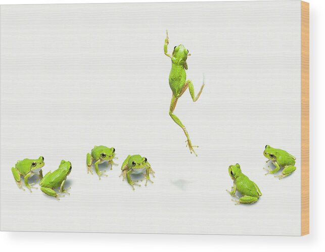 White Background Wood Print featuring the photograph Green Flog Jumping by Yuji Sakai