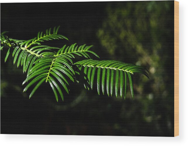 Background Wood Print featuring the photograph Green furry paw by Michael Goyberg