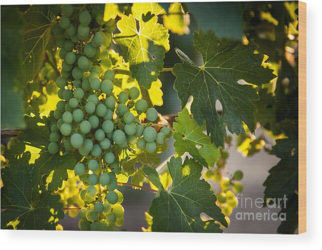 Grapes Wood Print featuring the photograph Green Grapes by Ana V Ramirez