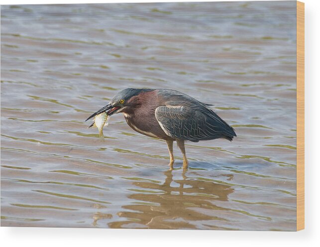 Green Heron Wood Print featuring the photograph Green Heron by David Armstrong