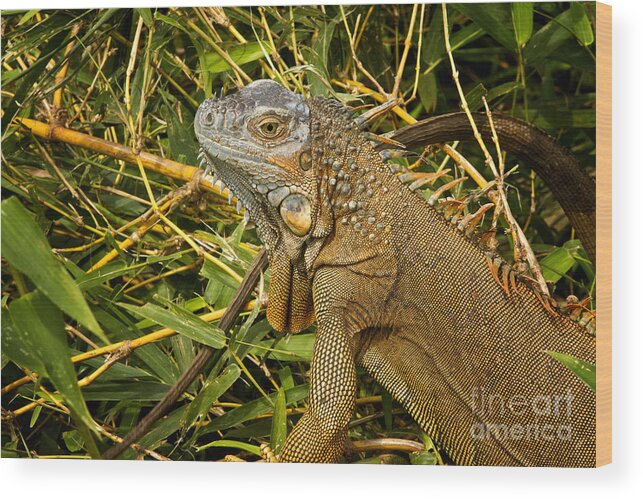 Iguana Wood Print featuring the photograph Green Iguana Costa Rica by Carrie Cranwill