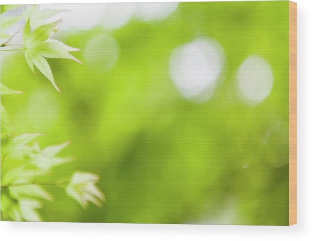 Outdoors Wood Print featuring the photograph Green Leaves by Shan Shui