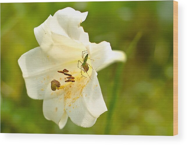 Jefferson County Wood Print featuring the photograph Green Lynx Spider by Richard Leighton