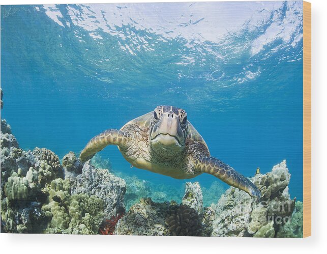 Animal Wood Print featuring the photograph Green Sea Turtle over Reef by M Swiet Productions