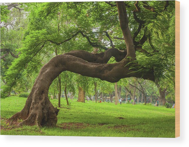 Tranquility Wood Print featuring the photograph Green by This Is Captured By Sandeep Skphotographys@gmail.com
