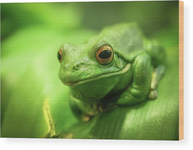 Animal Themes Wood Print featuring the photograph Green Tree Frog by Fotographia.net.au