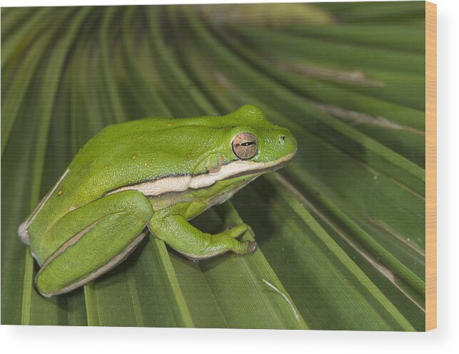 Pete Oxford Wood Print featuring the photograph Green Tree Frog Little St Simons Island by Pete Oxford
