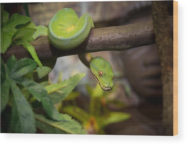 Canvas Wood Print featuring the photograph Green Tree Python by Mark Llewellyn