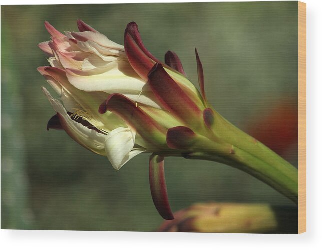 Cactus Wood Print featuring the photograph Green with envy by Tammy Espino