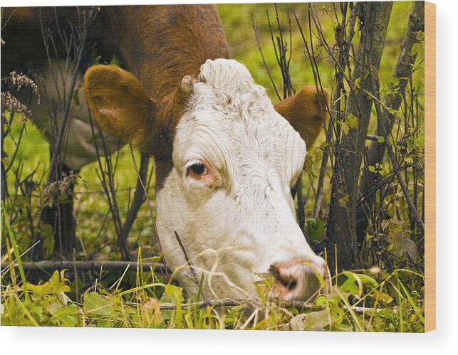 Beefers Wood Print featuring the photograph Greener On The Other Side of the Fence by David Simons