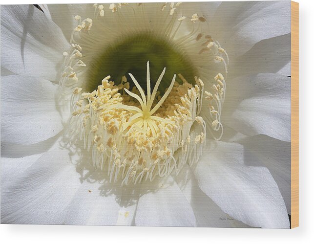 Flower Wood Print featuring the photograph Greeting A New Day by Phyllis Denton