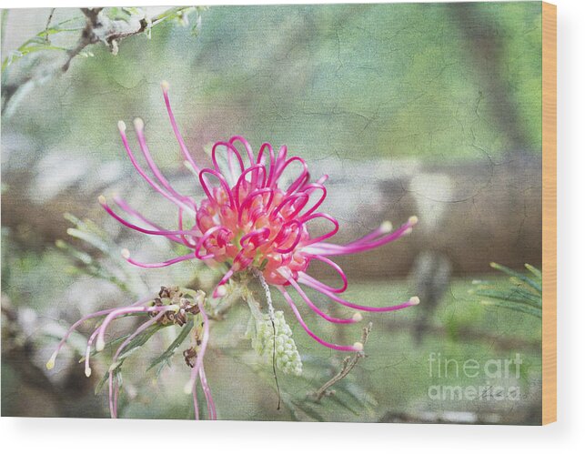 Flowers Pink Wood Print featuring the photograph Grevillea by Linda Lees