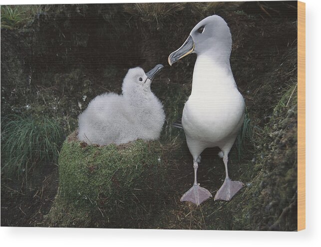 Feb0514 Wood Print featuring the photograph Grey-headed Albatross Greeting Chick by Tui De Roy