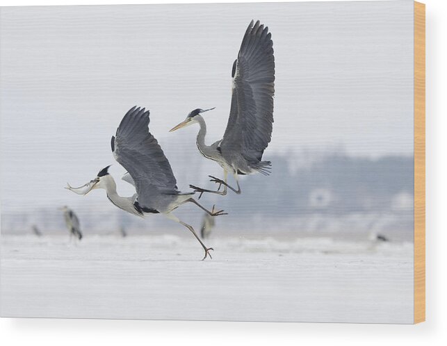 Feb0514 Wood Print featuring the photograph Grey Heron Pair Fighting Over Fish by Konrad Wothe