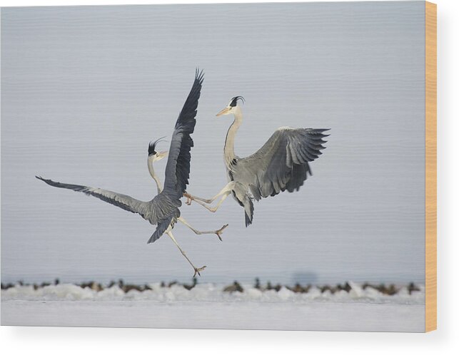 Feb0514 Wood Print featuring the photograph Grey Herons Fighting Germany by Konrad Wothe