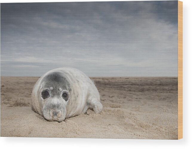 Kyle Moore Wood Print featuring the photograph Grey Seal On Beach Norfolk England by Kyle Moore
