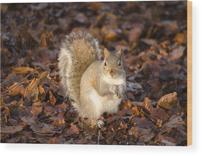 Squirrel Wood Print featuring the photograph Grey squirrel by Spikey Mouse Photography