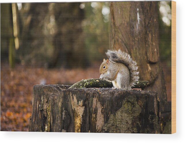 Squirrel Wood Print featuring the photograph Grey Squirrel on a Stump by Spikey Mouse Photography